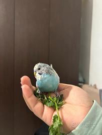 Cocorita maschio milano