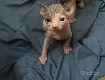 Cuccioli di sphynx