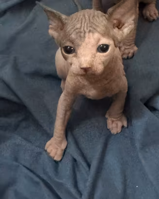 Cuccioli di sphynx