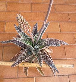 Aloe variegata