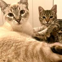 Gattini abbandonati aspettano di trovare una casa