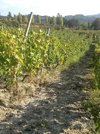 Gestione vigneto Ovada