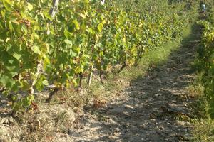 Gestione vigneto Ovada