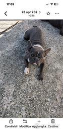 Bulldog francese disponibile x monta colore blu