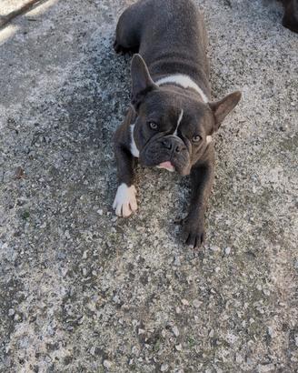 Bulldog francese disponibile x monta colore blu