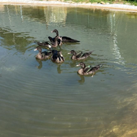 Anatre mute color smeraldo