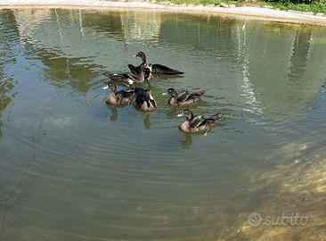 Anatre mute color smeraldo