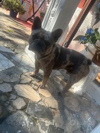 Buldog francese maschio