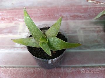 Aloe Maculata/Saponaria 
