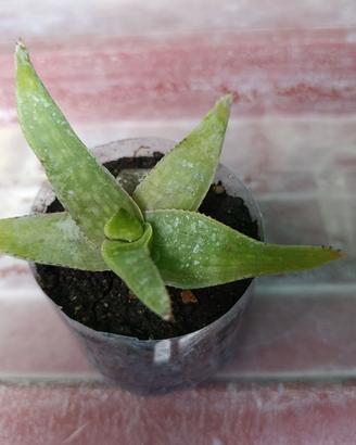 Aloe Maculata/Saponaria 