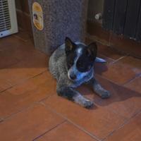 Cuccioli Australian cattle dog