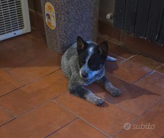 Cuccioli Australian cattle dog