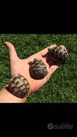 Tartarughe di terra con chip