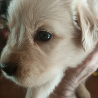 Golden retriever cuccioli con pedigree ENCI