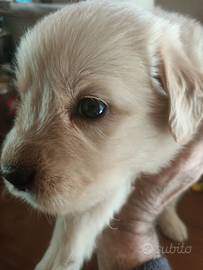 Golden retriever cuccioli con pedigree ENCI