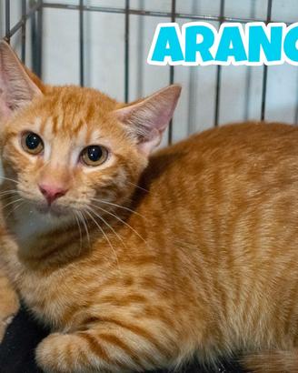 Arancino gattino rosso di 4 mesi