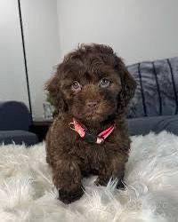 Maltipoo maltese barboncino cioccolato