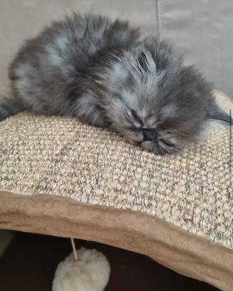 Cuccioli gatto persiano