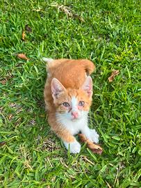 2 gattini un maschio e femmina