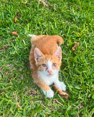 2 gattini un maschio e femmina