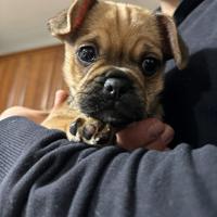 Cuccioli mix carlino