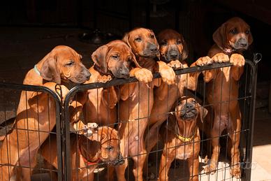 Cuccioli di Rhodesian Ridgeback da privato