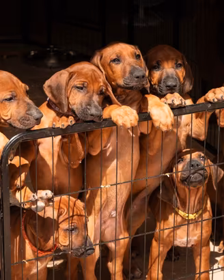Cuccioli di Rhodesian Ridgeback da privato