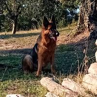 Cuccioli pastore tedesco