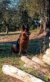 Cuccioli pastore tedesco