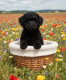 Cucciolo barboncino Toy nero