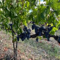 Terreno agricolo con vigneto DOCG e fabbricati