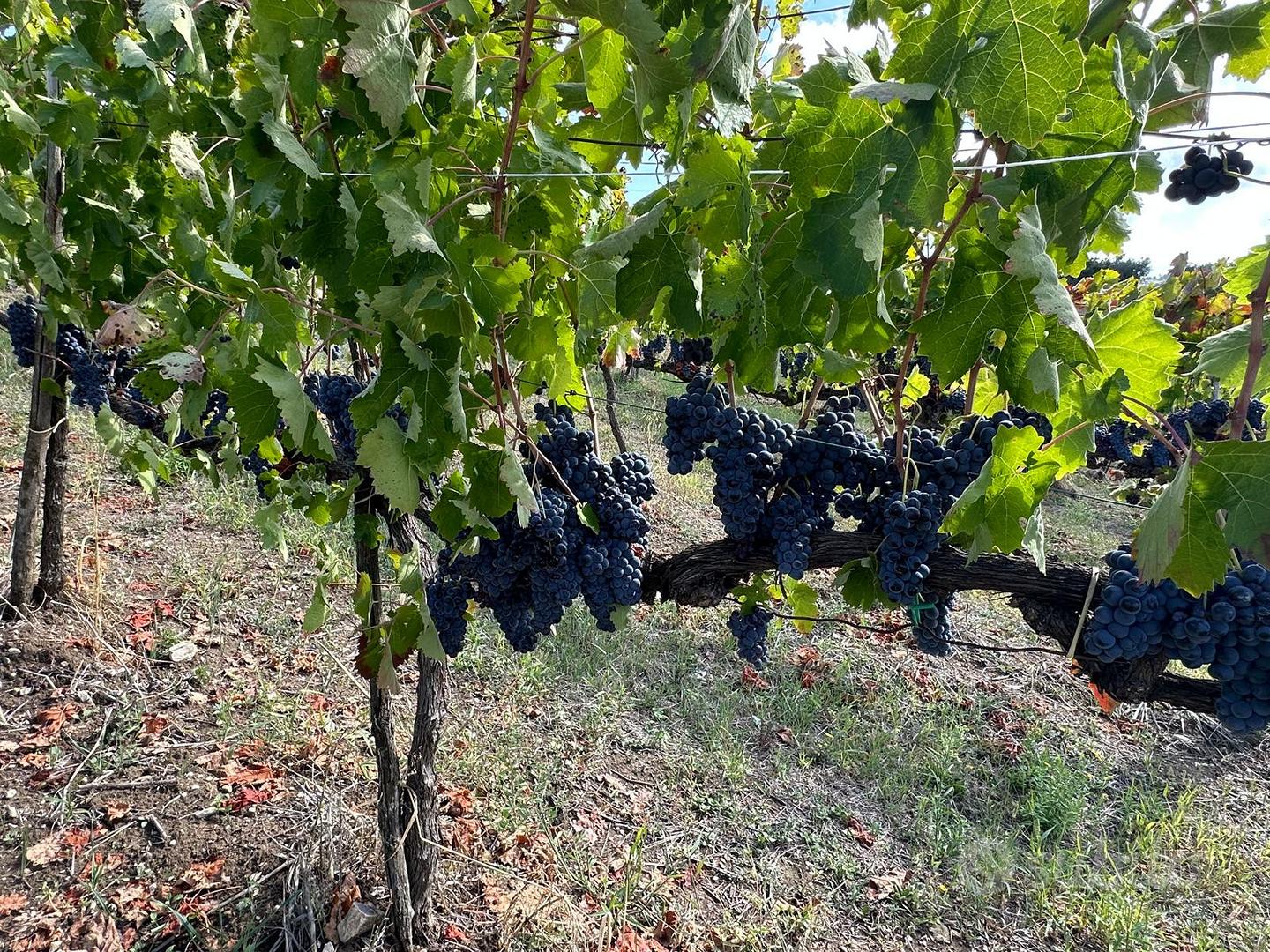Terreno agricolo con vigneto DOCG e fabbricati - Terreni e rustici In ...