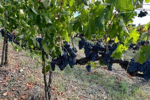 Terreno agricolo con vigneto DOCG e fabbricati