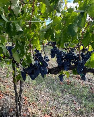 Terreno agricolo con vigneto DOCG e fabbricati