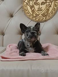 Cuccioli di bulldog francese