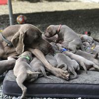 Ultimi Cuccioli weimaraner