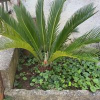 Cycas - pianta ornamentale