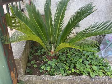 Cycas - pianta ornamentale