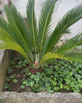 Cycas - pianta ornamentale
