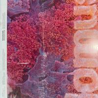 Rivista domus novembre 2025