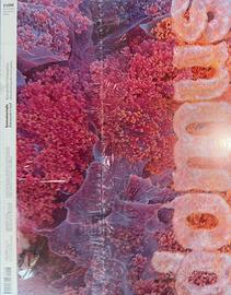 Rivista domus novembre 2025