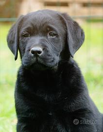 Labrador Retriever cucciole femmine nere