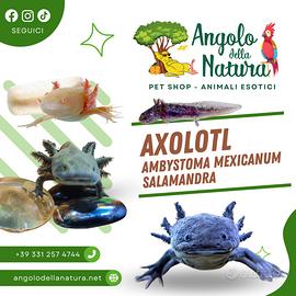 Axolotl