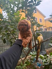 Cuciolo Barboncino Toy Red