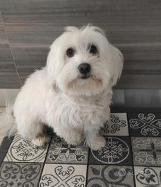 Maltese