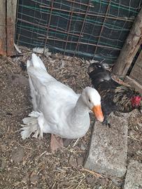Oca femmina