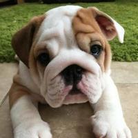 CUCCIOLI di BULLDOG INGLESE pagamento agevolato