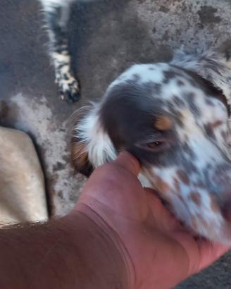 Setter inglese