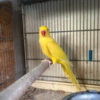 Parrocchetto dal collare, coppia