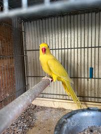 Parrocchetto dal collare, coppia